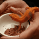 lagarto e tenebrios