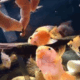 peixes e tenebrios